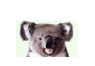 Koala FTD Search